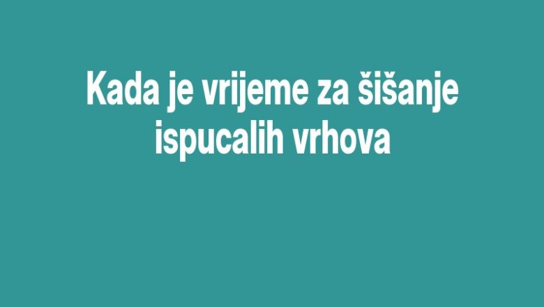 Kada je vrijeme za šišanje ispucalih vrhova